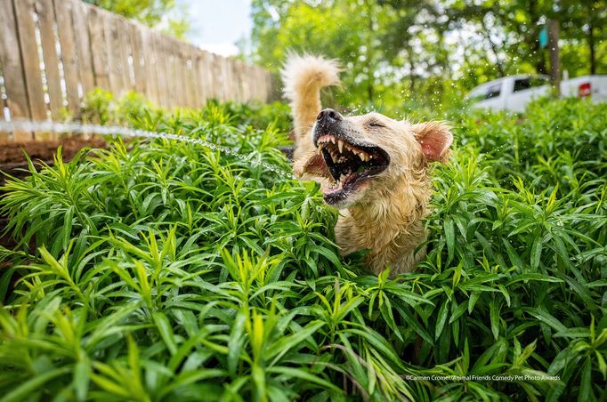 Fotografie ze soutěže Comedy Pet Photograhy Awards (vítězové tří posledních ročníků)