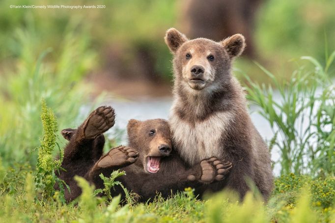 Zábavné fotky zvířat: finalisté soutěže Comedy Wildlife Awards 2020