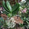 Orchideje v botanické zahradě