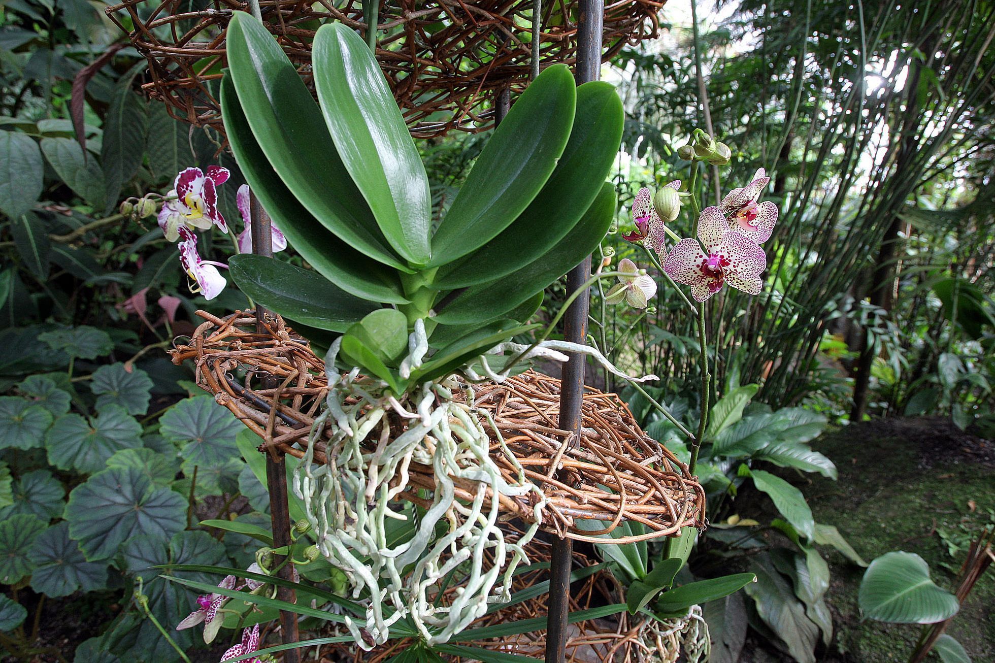 Orchideje v botanické zahradě