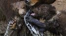 Kategorie: PŘÍRODA A ŽIVOTNÍ PROSTŘEDÍ; Čestná uznání Fotograf: RADEK MÍČA, AFP Informace k fotografii: Kuba, Toby a Kamčatka – medvídci narození v Zoo Brno, 31.5.2012