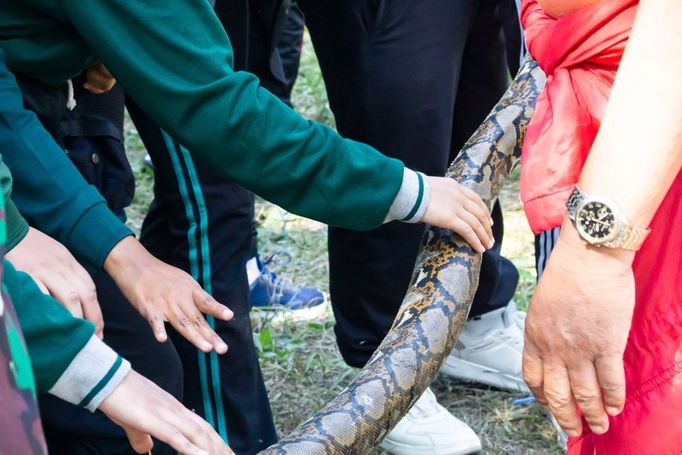 Indonéští vojáci trénují, jak přežít v džungli díky masu krajty.