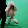 Crufts Dog Show (Birmingham)