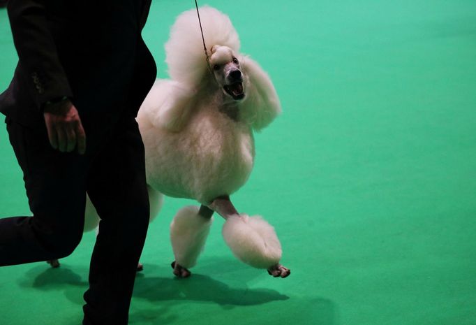 Crufts Dog Show (Birmingham)