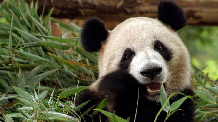 Kanadská zoo předčasně vrátí Číně pandy velké. Kvůli pandemii váznou dodávky bambusu