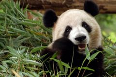 Kanadská zoo předčasně vrátí Číně pandy velké. Kvůli pandemii váznou dodávky bambusu