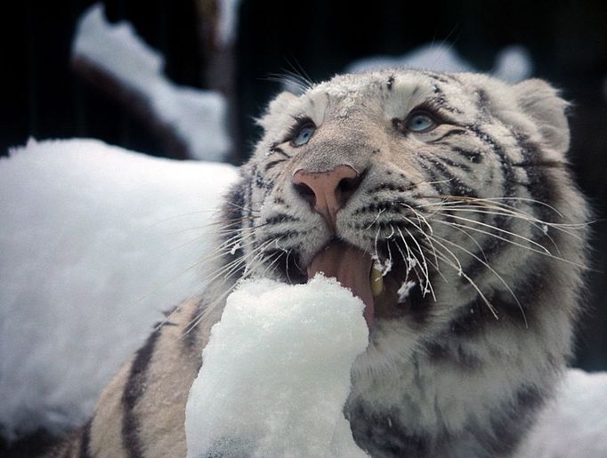 Sněhová nadílka v liberecké zoo