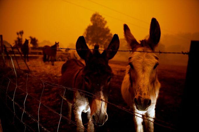 Australští osli v oblasti Nového Jižního Walesu během požárů.