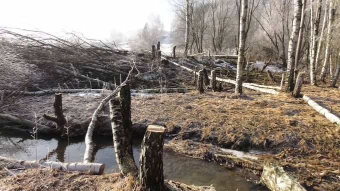 Část padlých stromů na okraji rybníka v CHKO Broumovsko.