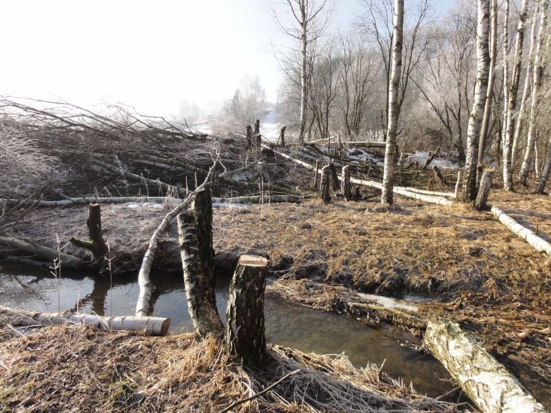 Nelegální kácení stromů u Zdoňovského rybníka
