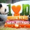 Hong Kong, Čína, panda, oslava, zoo