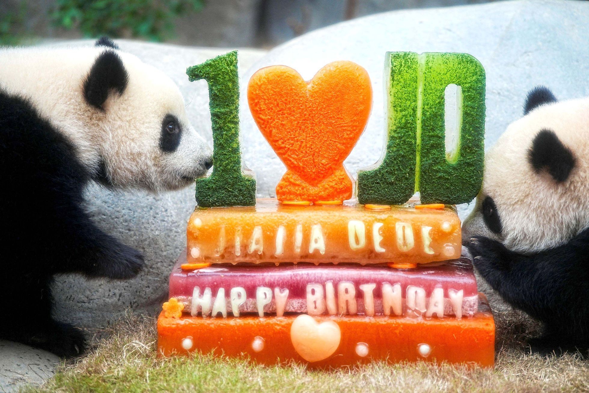 Hong Kong, Čína, panda, oslava, zoo
