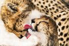 Nejlepší fotky přírody: Vyhrál snímek dvou gepardů, kteří si po lovu olizují krev