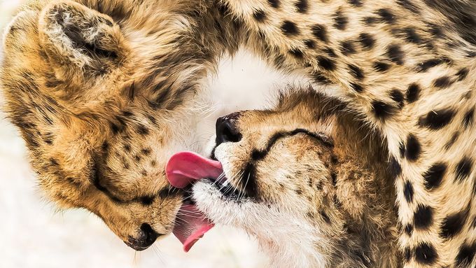 Nejlepší fotky přírody: Vyhrál snímek dvou gepardů, kteří si po lovu olizují krev