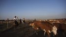 Nadav (L), the chief cowboy of the Yonatan herd, tends cattle on a ranch just outside Moshav Yonatan, a collective farming community, about 2 km (1 mile) south of the ceasefire line between Israel and Syria in the Golan Heights May 21, 2013. The group of cowboys, who have been running the ranch on the Golan's volcanic rocky plateau for some 35 years, also host the Israeli military, who use half of the cattle farm, 20,000 dunams (5,000 acres), as a live-fire training zone. Israel captured the Golan Heights from Syria in the 1967 Middle East war and annexed the territory in 1981, a move not recognized internationally. Picture taken May 21, 2013. REUTERS/Nir Elias (ENVIRONMENT ANIMALS SOCIETY) ATTENTION EDITORS: PICTURE 7 OF 27 FOR PACKAGE 'COWBOYS OF THE GOLAN HEIGHTS' SEARCH 'COWBOY GOLAN' FOR ALL IMAGES Published: Kvě. 29, 2013, 10:03 dop.