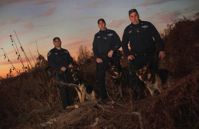 New York City Police Department (NYPD) officers (R-L) Anthony Compitello, Chris Theofield and Benjamin Colecchia with their dogs Cesar, Brutas and Timoshenko pose for a portrait on Staten Island where they and others performed dozens of searches for victims after Hurricane Sandy November 14, 2012. Ten NYPD K9 teams answered hundreds of calls to search for residents throughout the five boroughs of New York City including Staten Island where 23 of the 43 deaths from the storm occurred. Picture taken November 14, 2012. REUTERS/Mike Segar (UNITED STATES - Tags: DISASTER ENVIRONMENT) ATTENTION EDITORS PICTURE 12 OF 19 FOR PACKAGE 'SURVIVING SANDY' SEARCH 'SEGAR SANDY' FOR ALL PICTURES Published: Lis. 20, 2012, 3:31 odp.