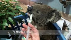 A burnt koala named Anwen, rescued from Lake Innes Nature Reserve, receives formula at the Port Macquarie Koala Hospital ICU in Port Macquarie