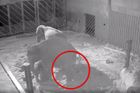 Pražská zoo zveřejnila záběry z narození slůněte. Hned o něj zakoplo další mládě