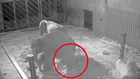 Pražská zoo zveřejnila záběry z narození slůněte. Hned o něj zakoplo další mládě