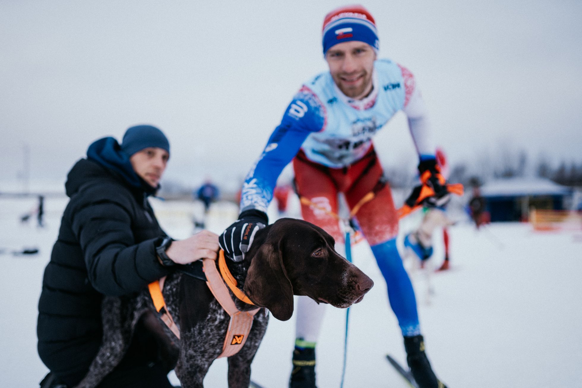 pes mushing běžky lyže zima
