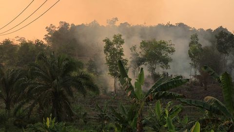 Za indonéské požáry může světová poptávka po oleji, lidé nevidí i čtyři měsíce slunce, říká novinář