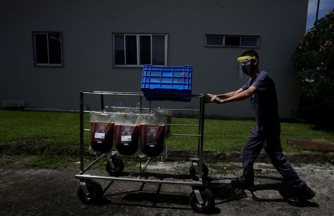 Vědci z Kostariky zkouší léčit nemoc covid-19 nasazením protilátek vyprodukovaných koňmi.