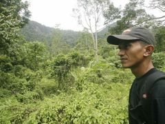 V Indonésii mají s divokými zvířaty potíže hlavně společnosti produkující palmový olej.