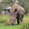 Nosorožec Súdán v keňské rezervaci Ol Pejeta.