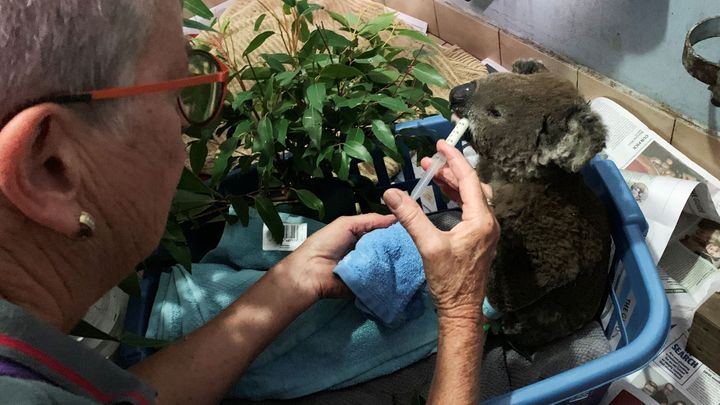 Foto: Umírají i koalové. Austrálie zažívá týden katastrofálních požárů