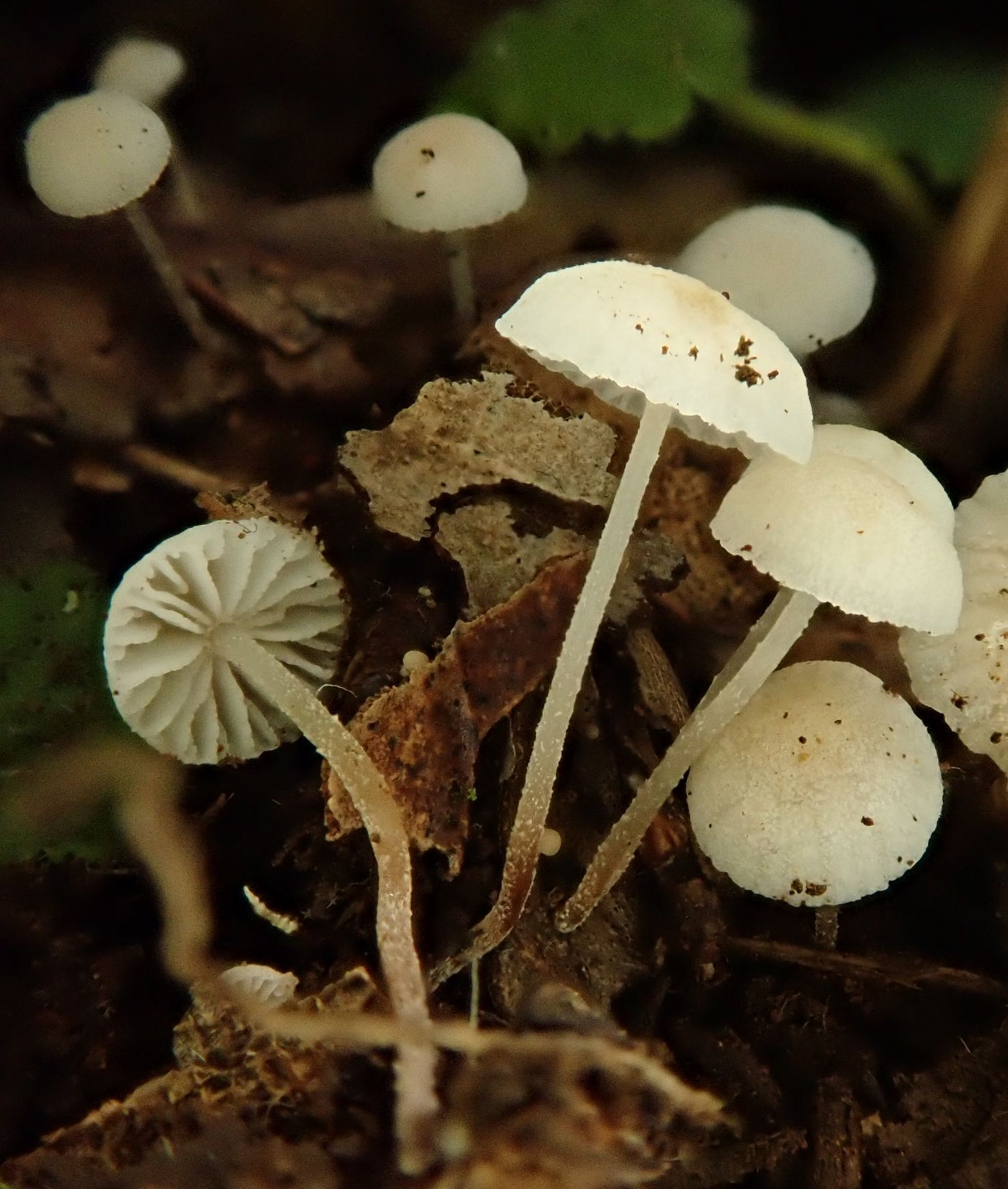 Nový druh houby z ostrova Madeira dostal název po Járovi Cimrmanovi.
