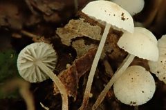 Na ostrově Madeira objevili novou houbu. Dostala jméno po českém géniovi Cimrmanovi