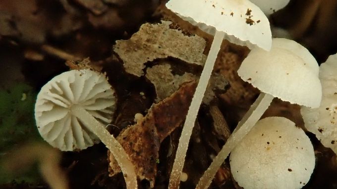 Nově objevená houba dostala název špička Cimrmanova.