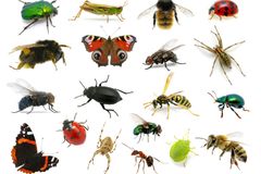 Teplo a sucho dělá hmyzu dobře, připravte se na nové škůdce, vzkazují zahrádkářům odborníci