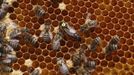 A tagged queen bee is pictured on a honeycomb in Vienna July 11, 2012. A growing number of urban beekeepers' associations, such as Vienna's Stadtimker, are trying to encourage bees to make their homes in cities, as pesticides and crop monocultures make the countryside increasingly hostile. Bee populations are in sharp decline around the world, under attack from a poorly understood phenomonenon known as colony collapse disorder, whose main causes are believed to include a virus spread by mites that feed on haemolymph - bees' "blood". Picture taken July 11, 2012. REUTERS/Lisi Niesner (AUSTRIA - Tags: ENVIRONMENT ANIMALS TPX IMAGES OF THE DAY) Published: Čec. 25, 2012, 2:07 odp.