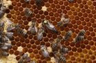 Letošní zimu v Česku nepřežila pětina včelstev, nejvíce od počátku jejich sledování