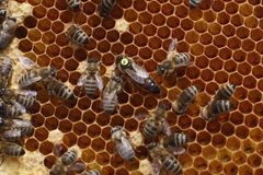 Novela včelařům zvýší dotace, platit začne v září