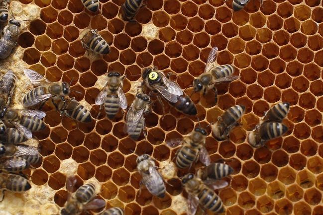 O prospěšnosti medu věděli už staří Egypťané