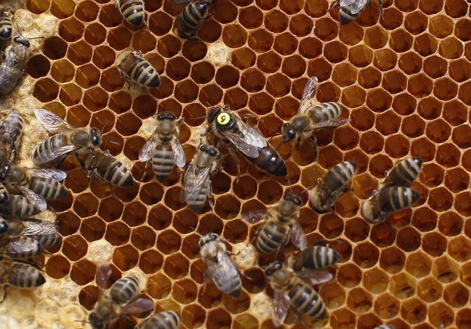 A tagged queen bee is pictured on a honeycomb in Vienna July 11, 2012. A growing number of urban beekeepers' associations, such as Vienna's Stadtimker, are trying to encourage bees to make their homes in cities, as pesticides and crop monocultures make the countryside increasingly hostile. Bee populations are in sharp decline around the world, under attack from a poorly understood phenomonenon known as colony collapse disorder, whose main causes are believed to include a virus spread by mites that feed on haemolymph - bees' "blood". Picture taken July 11, 2012. REUTERS/Lisi Niesner (AUSTRIA - Tags: ENVIRONMENT ANIMALS TPX IMAGES OF THE DAY) Published: Čec. 25, 2012, 2:07 odp.