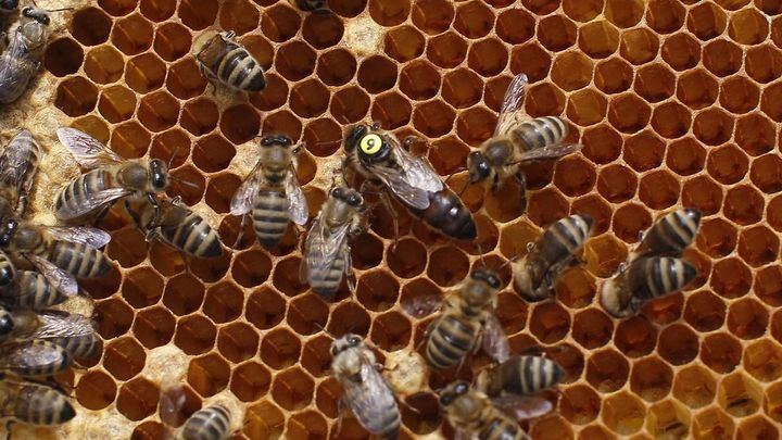 Letošní zimu v Česku nepřežila pětina včelstev, nejvíce od počátku jejich sledování