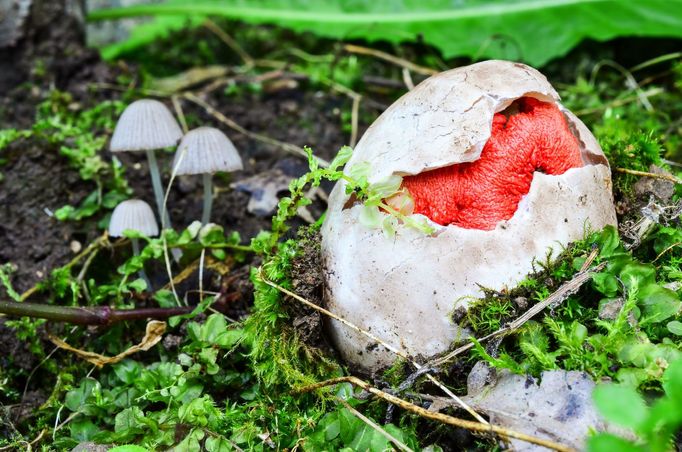 Mřížovka červená (Clathrus ruber)