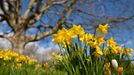 Spring weather conditions in Hampshire Basingstoke, United Kingdom. 12th March 2013 -- Daffodils blooming in Basingstoke, Hampshire. -- Much of South-East England has been affected by snow. However, in Hampshire, conditions were spring-like, with sun shining over much of the county. The wind chill did keep temperatures down, but not enough to stop the Daffodils blooming.