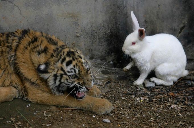 Téměř jako z pohádky o Medvídkovi Pú. Tygr a králík v Ťiou-feng zoo.