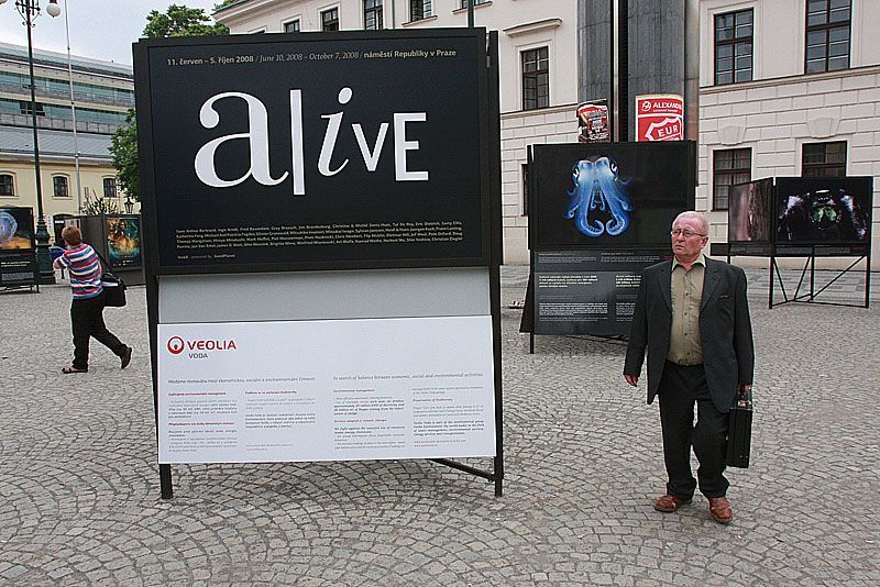 Zvířata na náměstí