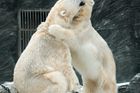 Ruští vědci hlásí stále více případů kanibalismu ledních medvědů