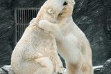 "Venku je v těchto teplotách možné vidět hodně zvířat, za všechny mohu jmenovat například lední medvědy, kteří si toto chladné počasí vyloženě užívají," líčí Lubor Mach ze Zoo Praha.