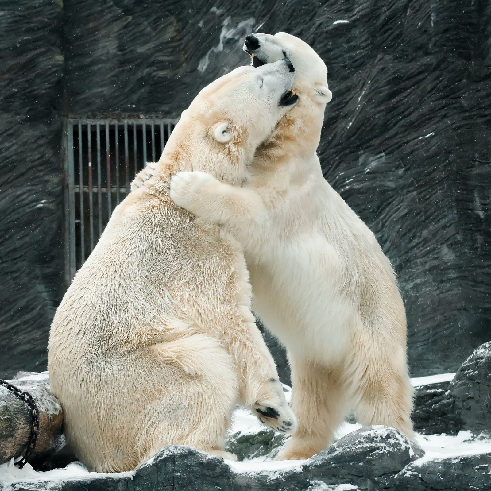 Lední medvěd v Zoo Praha