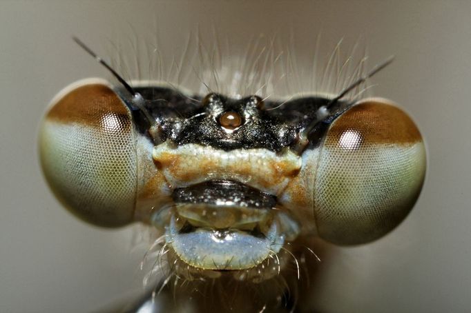 Azure Damselfly, Coenagrion puella, head