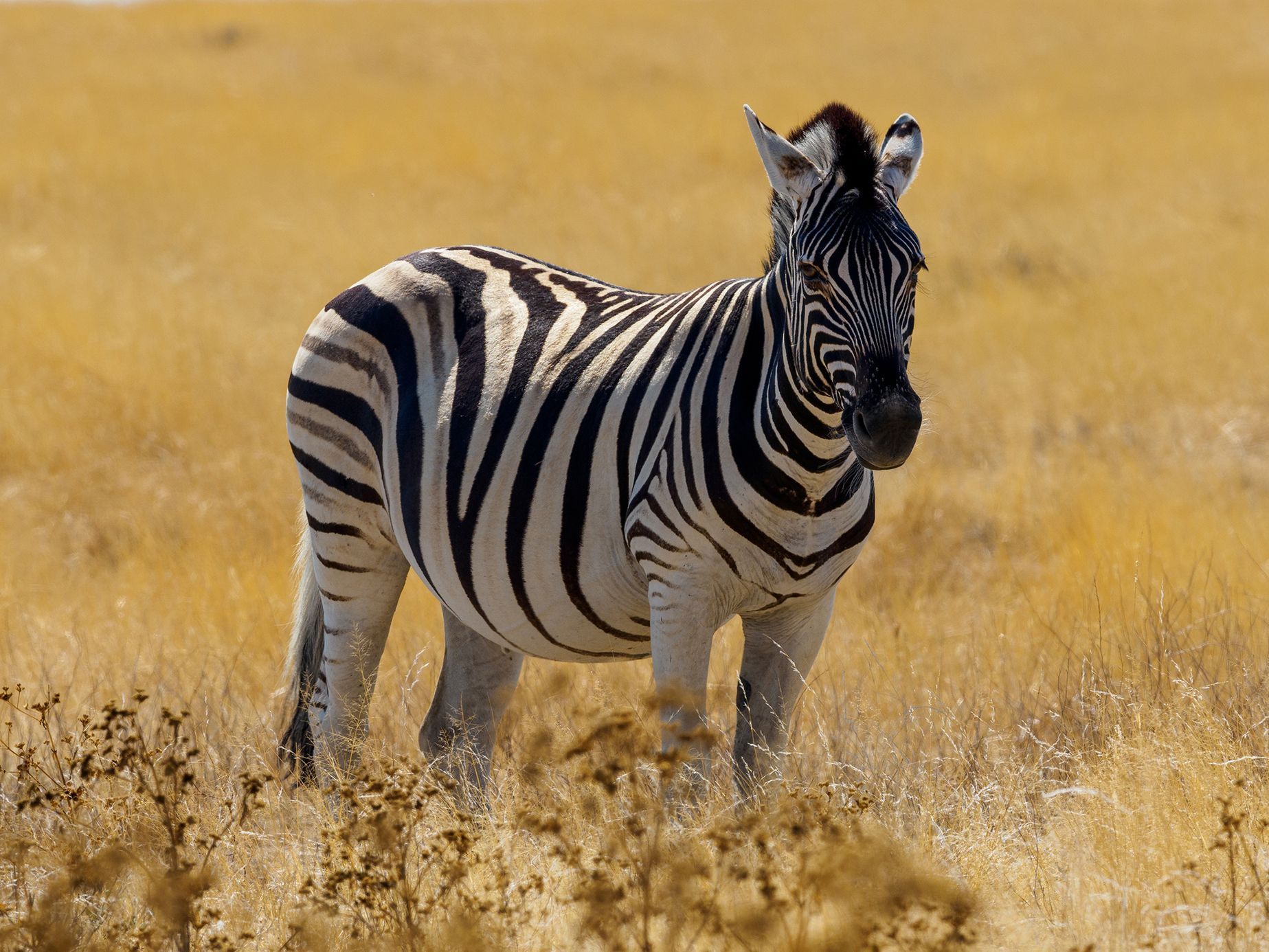 Jaroslav Hora, vítěz soutěže Travel Photographer of the Year: Namibie