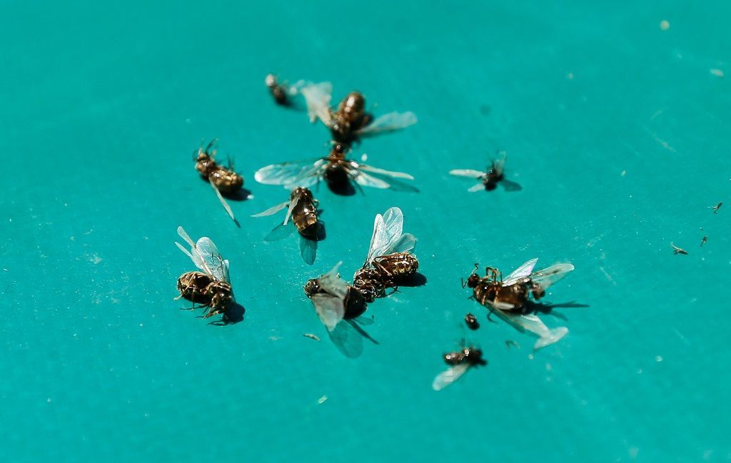 Létající mravenci na Wimbledonu