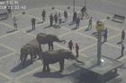 Sloni v Přerově zablokovali kruhový objezd, způsobili chaos v dopravě. Z centra je odvedli strážníci